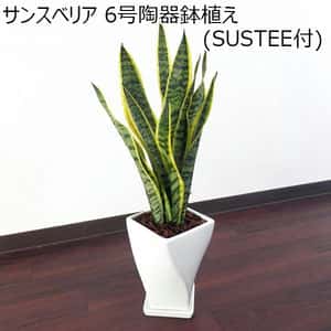 サンスベリア　6号陶器鉢植え（SUSTEE付）【ふるさと・東海】