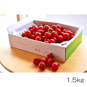 岐阜県産 細野ファームのトマト 薔薇トマト１.5kg【ふるさとの味・東海】