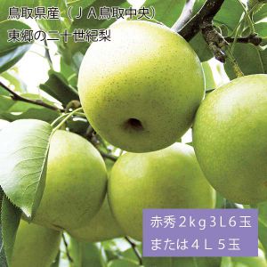 鳥取県産(JA鳥取中央) 東郷の二十世紀梨 赤秀2kg3L6玉または4L5玉(お届け期間:8月26日〜9月25日)【NN】