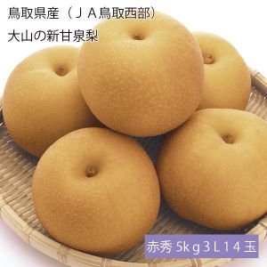 鳥取県産(JA鳥取西部) 大山の新甘泉梨 赤秀5kg3L14玉(お届け期間:8月20日〜9月20日)【NN】