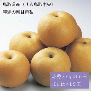 鳥取県産(JA鳥取中央) 琴浦の新甘泉梨 赤秀2kg3L6玉または4L5玉(お届け期間:8月20日〜9月15日)【NN】