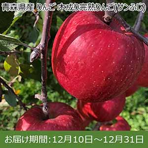山形県産 りんご サンふじ 5kg 【イオンカード会員限定】