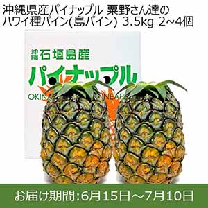 沖縄県産パイナップル 粟野さん達のハワイ種パイン(島パイン)3.5kg 2~4個【イオンカード会員限定】