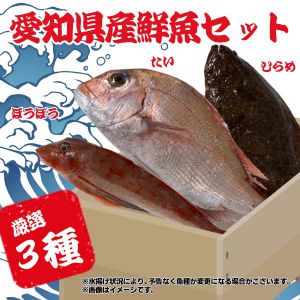 愛知県産 鮮魚セット(3魚種入り)【ふるさとの味・東海】