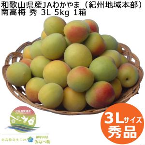 和歌山県産JA紀州 南高梅 秀3L 5kg 【お届け期間：6/7(金)〜6/13(木)】【ふるさとの味・東海】