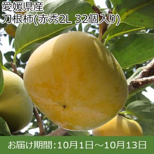 愛媛県産　刀根柿 赤秀2L（32個入り）【お届け期間：10月1日〜10月13日】【ふるさとの味・中四国】
