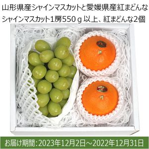 山形県産、シャインマスカットと愛媛県産、紅まどんな(シャインマスカット1房550ｇ以上、紅まどんな2個)【限定100点】【お届け期間:12/2(土)〜12/31(土)】【ふるさとの味・南関東】