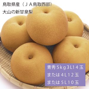 鳥取県産(JA鳥取西部) 大山の新甘泉梨 青秀5kg3L14玉または4L12玉または5L10玉(お届け期間:8月20日〜9月20日)【NN】