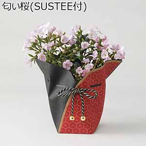 匂い桜 (SUSTEE付) 【お届け期間：9月13日〜9月16日】【敬老の日】