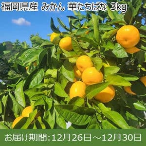 福岡県産 みかん 華たちばな 3kg【お届け期間：12月26日〜12月30日】【年末年始ごちそう特集】