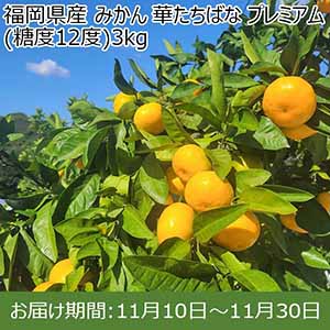 福岡県産 みかん 華たちばな プレミアム(糖度12度)3kg【お届け期間：11月10日〜11月30日】【Ａセレクション10月】