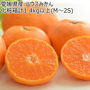 愛媛県産 ハウスみかん 化粧箱計1.4kg以上(M〜2S)(お届け期間:8月19日〜9月13日)【NN】