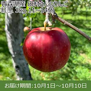 青森県産 田村さんのりんご 紅玉 3kg 11~14個【限定30点】【お届け期間：10月1日〜10月10日】【お買い得セール9月】