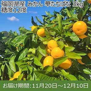 福岡県産 みかん 華たちばな 3kg 糖度12度【お届け期間：11月20日〜12月10日】【おいしいお取り寄せ】