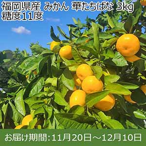 福岡県産 みかん 華たちばな 3kg 糖度11度【お届け期間：11月20日〜12月10日】【おいしいお取り寄せ】