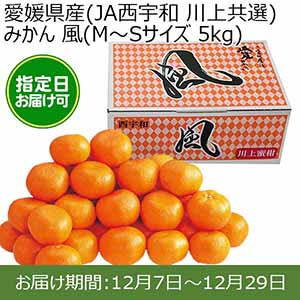 愛媛県産(JA西宇和 川上共選)みかん 風(M〜Sサイズ 5kg) 糖度12度 指定日お届け可【限定100点】【お届け期間:12月7日〜12月29日】【おいしいお取り寄せ】