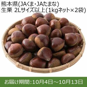 熊本県(JAくま・JAたまな) 生栗 2Lサイズ以上(1kgネット×2袋) 【お届け期間：10/4(金)〜10/13(日)】【ふるさとの味・東海】