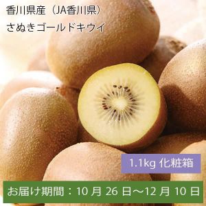 香川県産(JA香川県)さぬきゴールドキウイ 1.1kg化粧箱【お届け期間:10月26日〜12月10日】【ふるさとの味・中四国】