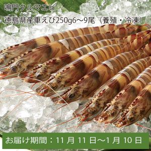 鳴門クルマエビ 徳島県産車えび250g(6〜9尾)(養殖・冷凍)【お届け期間:11月11日〜1月10日】【ふるさとの味・中四国】