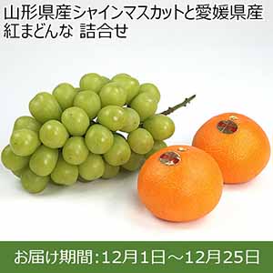 山形県産シャインマスカットと愛媛県産紅まどんな 詰合せ【限定100点】【お届け期間：12月1日〜12月25日】 【イオンカード会員限定12月】