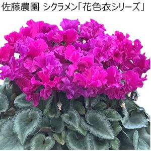 新潟 佐藤農園 シクラメン「花色衣シリーズ」赤・ピンク系 5号鉢（鉢直径約15cm、高さ約35cm）【お届け期間 12／11〜12／22】【イオンのクリスマス】【ふるさと・北陸信越】