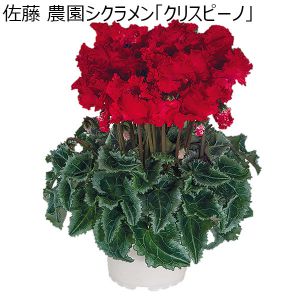 新潟 佐藤農園 シクラメン「クリスピーノ」赤・ピンク系 5号鉢（鉢直径約15cm、高さ約35cm）【お届け期間 12／11〜12／22】【イオンのクリスマス】【ふるさと・北陸信越】