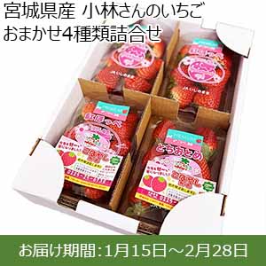 宮城県産 小林さんのいちご おまかせ4種類詰合せ【限定200点】【お届け期間：1月15日〜2月28日】【お買い得セール12月】