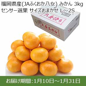 福岡県産(JAふくおか八女) みかん 3kg センサー選果 サイズおまかせ L〜2S 【お届け期間：1月10日〜1月31日】【お買い得セール12月】