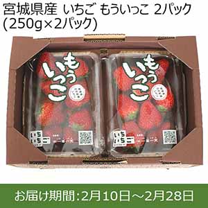 宮城県産 いちご もういっこ 2パック(250g×2パック)【お届け期間：2月10日〜2月28日】【Ａセレクション2月】