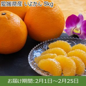 愛媛県産 いよかん 5kg【お届け期間:2月1日〜2月25日】【ふるさとの味・中四国】