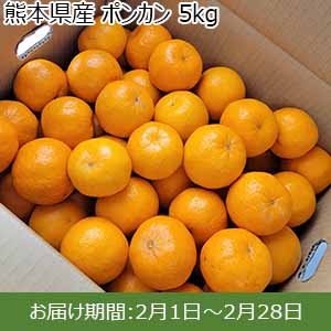 熊本県産 ポンカン 5kg 【お届け期間：2月1日〜2月28日】【お買い得セール1月】