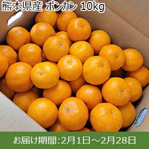 熊本県産 ポンカン 10kg 【お届け期間：2月1日〜2月28日】【お買い得セール1月】