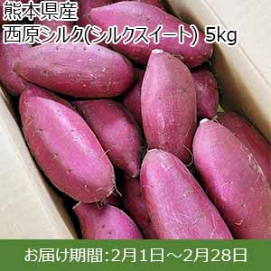 熊本県産 西原シルク(シルクスイート) 5kg 【お届け期間：2月1日〜2月28日】【お買い得セール1月】