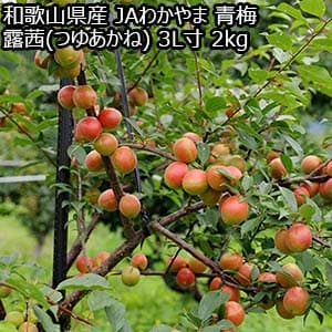和歌山県産 JAわかやま(紀州地域本部) 青梅 露茜(つゆあかね) 3L寸 2kg【限定20点】【お届け期間：6月10日〜7月4日】【おいしいお取り寄せ】
