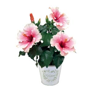 紅和園 ハイビスカス「グレイス」(SUSTEE付)(お届け期間：7/1〜8/9)【夏の贈りもの・お中元】