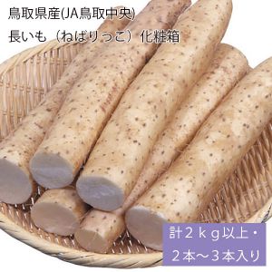 鳥取県産(JA鳥取中央) 長いも(ねばりっこ)化粧箱 計2kg以上・2〜3本入り【お届け期間:5月20日〜8月15日】【NN】