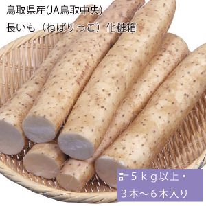 鳥取県産(JA鳥取中央) 長いも(ねばりっこ)化粧箱 計5kg以上・3〜6本入り【お届け期間:5月20日〜8月15日】【NN】