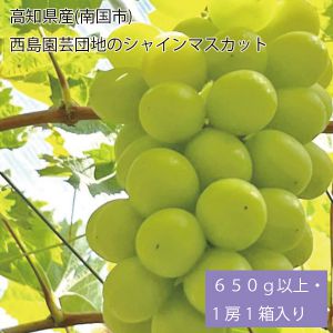 高知県産(南国市) 西島園芸団地のシャインマスカット 650g以上・1房1箱入り【お届け期間:8月10日〜9月10日】【NN】