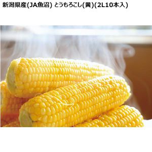 新潟県産(JA魚沼) とうもろこし(黄)(2L10本入)【限定50点】【お届け期間:7月20日〜8月25日】【KN】