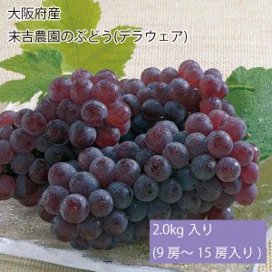 大阪府産 末吉農園のぶどう(デラウェア) 2.0kg入り(9房〜15房入り)(お届け期間:7月1日〜7月22日)【NN】
