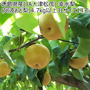 徳島県産(JA大津松茂) 幸水梨(阿波おど梨) 4.7kg以上3Lサイズ14玉(お届け期間:7月28日〜8月8日)【超！ナツ夏祭り】【NN】