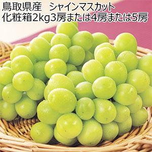 鳥取県産(JA鳥取中央)ぶどう(シャインマスカット)化粧箱 2kg3房または4房または5房(お届け期間:9月1日〜9月30日)【超！ナツ夏祭り】【NN】