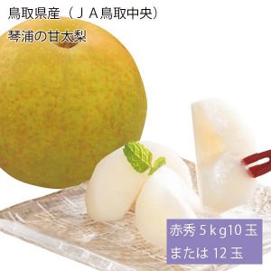 鳥取県産(JA鳥取中央) 琴浦の甘太梨 赤秀5kg10玉または12玉(お届け期間:9月20日〜10月10日)【NN】
