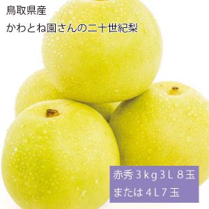 鳥取県産 かわとね園さんの二十世紀梨 赤秀3kg3L8玉または4L7玉(お届け期間:9月1日〜9月20日)【NN】
