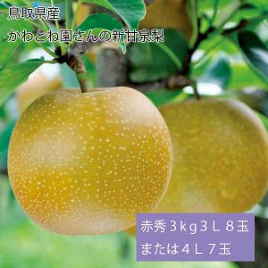 鳥取県産 かわとね園さんの新甘泉梨 赤秀3kg3L8玉または4L7玉(お届け期間:8月23日〜9月10日)【NN】