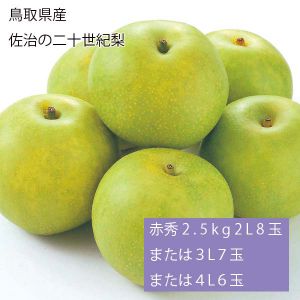 鳥取県産 佐治の二十世紀梨 赤秀2.5kg2L8玉または3L7玉または4L6玉(お届け期間:9月1日〜9月25日)【NN】