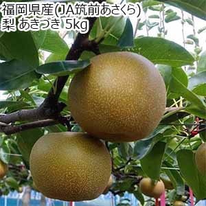 福岡県産(JA筑前あさくら) 梨 あきづき 5kg【お届け期間：9月1日〜9月15日】【おいしいお取り寄せ】