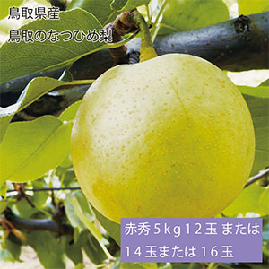 鳥取県産 鳥取のなつひめ梨 赤秀5kg12玉または14玉または16玉(お届け期間:8月20日〜9月5日)【NN】