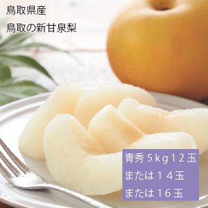 鳥取県産 鳥取の新甘泉梨 青秀5kg12玉または14玉または16玉(お届け期間:9月1日〜9月15日)【NN】