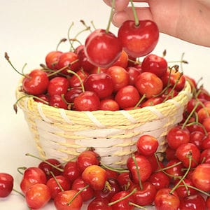 旬とごちそうコース「バイヤー厳選!旬の果物」 山形県産 品評会受賞者たちのさくらんぼ「佐藤錦」または「紅秀峰」 秀品以上 600g